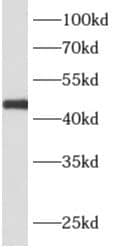 APOBEC4 Antibody - BSA Free