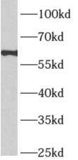 APLF Antibody - BSA Free