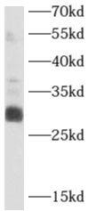 APIP Antibody - BSA Free