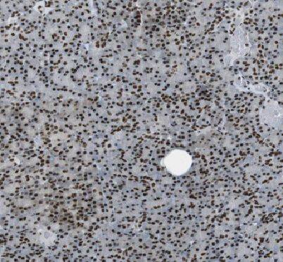 API5 Antibody - BSA Free