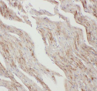 Apelin Antibody - BSA Free
