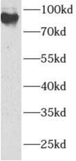 ANAPC2 Antibody - BSA Free