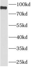 APBB2 Antibody - BSA Free