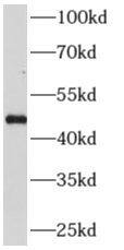 AP3M2 Antibody - BSA Free