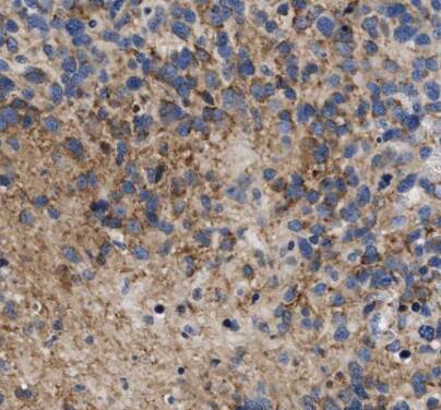 Antizyme inhibitor 1 Antibody - BSA Free