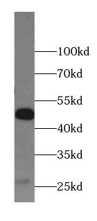 Antizyme inhibitor 1 Antibody - BSA Free