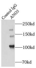 ANO3 Antibody - BSA Free