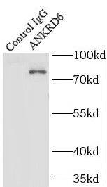 ANKRD6 Antibody - BSA Free