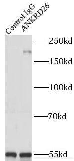 ANKRD26 Antibody - BSA Free