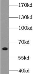 LEM3 Antibody - BSA Free