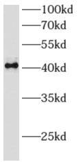 Archaemetzincin 2 Antibody - BSA Free