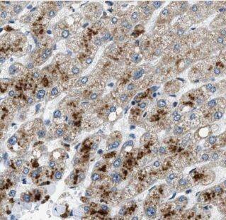 ALPK1 Antibody - BSA Free