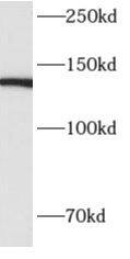 ALPK1 Antibody - BSA Free
