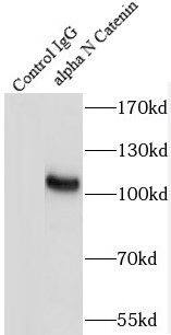 Catenin alpha 2 Antibody - BSA Free