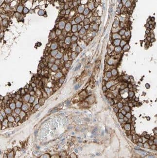 ALLC Antibody - BSA Free