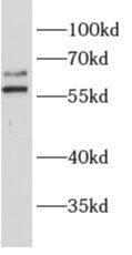 ALG6 Antibody - BSA Free