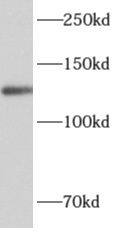 ALG13 Antibody - BSA Free