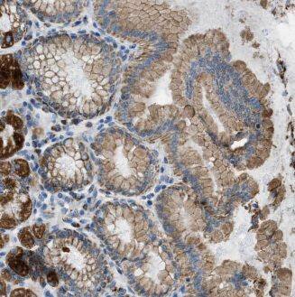 ALG13 Antibody - BSA Free