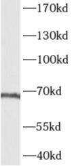 AKNA Antibody - BSA Free