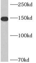 AKAP1 Antibody - BSA Free