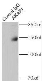 AKAP1 Antibody - BSA Free