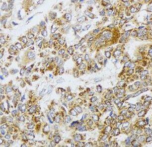 AIFM3 Antibody - BSA Free