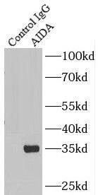 AIDA Antibody - BSA Free