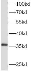 AIDA Antibody - BSA Free