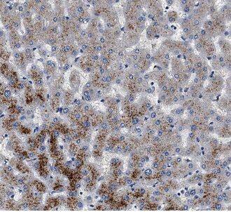 AGXT Antibody - BSA Free