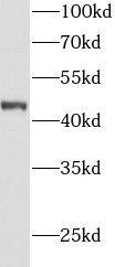 AGXT Antibody - BSA Free