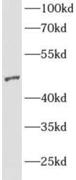 AGFG2 Antibody - BSA Free