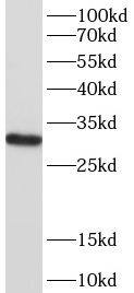 AFMID Antibody - BSA Free