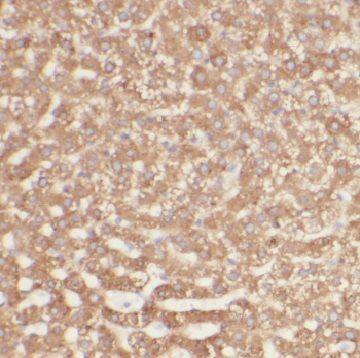 AFMID Antibody - BSA Free