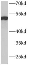 ADPGK Antibody - BSA Free