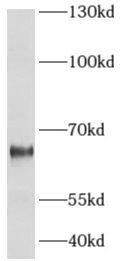 ADCK5 Antibody - BSA Free