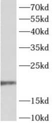 ADAT2 Antibody - BSA Free