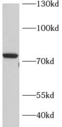 RED1 Antibody - BSA Free