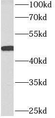 ACTR3B Antibody - BSA Free