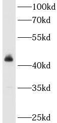 ACTR10 Antibody - BSA Free