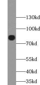 CENTB1 Antibody - BSA Free