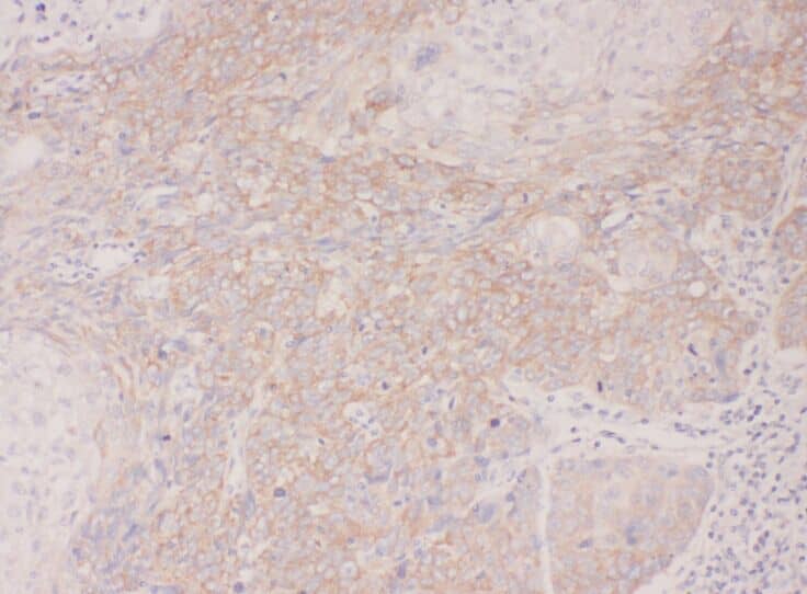 CENTB1 Antibody - BSA Free