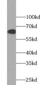ABCG4 Antibody - BSA Free