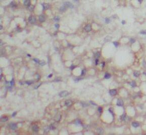 ABCG4 Antibody - BSA Free