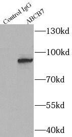 ABCB7 Antibody - BSA Free