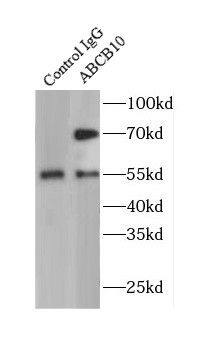 ABCB10 Antibody - BSA Free
