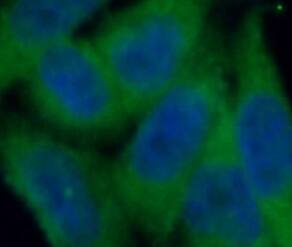 ABCA2 Antibody - BSA Free