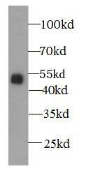 CD77 Synthase Antibody - BSA Free