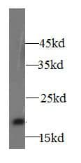 A2LD1 Antibody - BSA Free