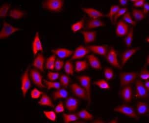 Cochlin Antibody - BSA Free