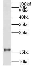 FAM36A Antibody - BSA Free